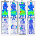 Los seres vivos emiten una luz natural que persiste tras la muerte