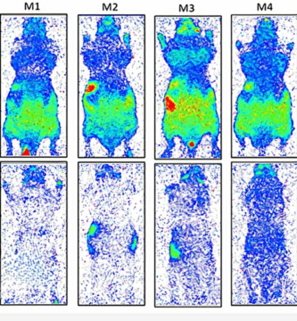 Los seres vivos emiten una luz natural que persiste tras la muerte